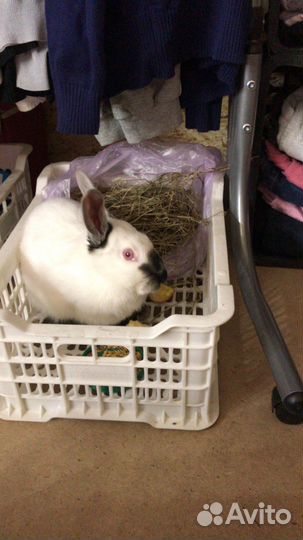 Продам кроликов