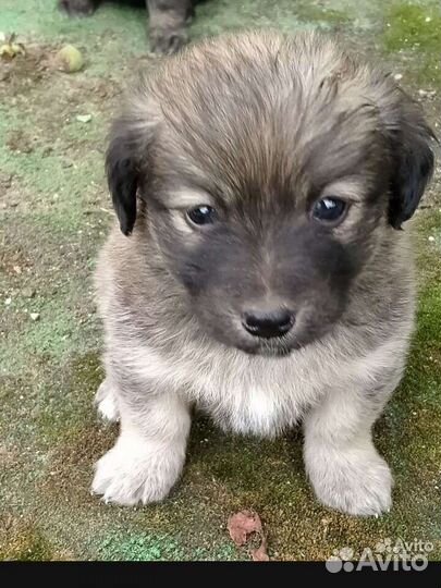 Маленькая дворняжка