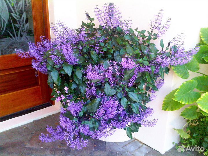 Плектрантус Мона Лавендер