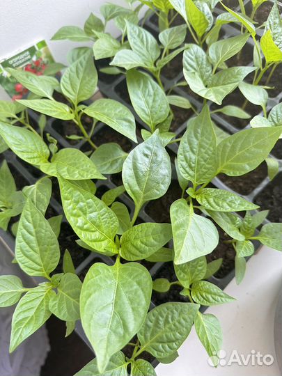 Рассада перец болгарский желтый красный зеленый