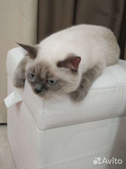 Кошка тайская вязка