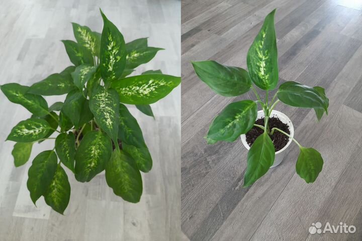 Комнатные растения