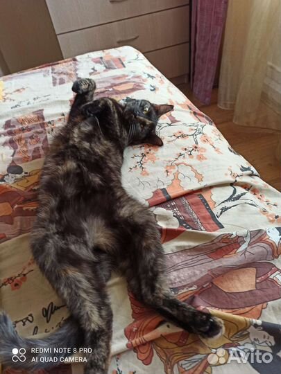 Кошечка 11 месяцев,стерилизованная