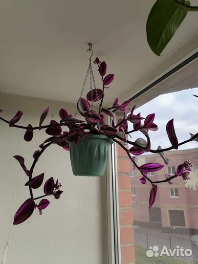 Комнатные цветы