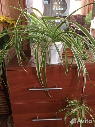 Хлорофитум