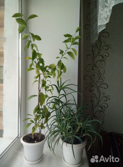 Комнатные цветы Лимон,алоэ