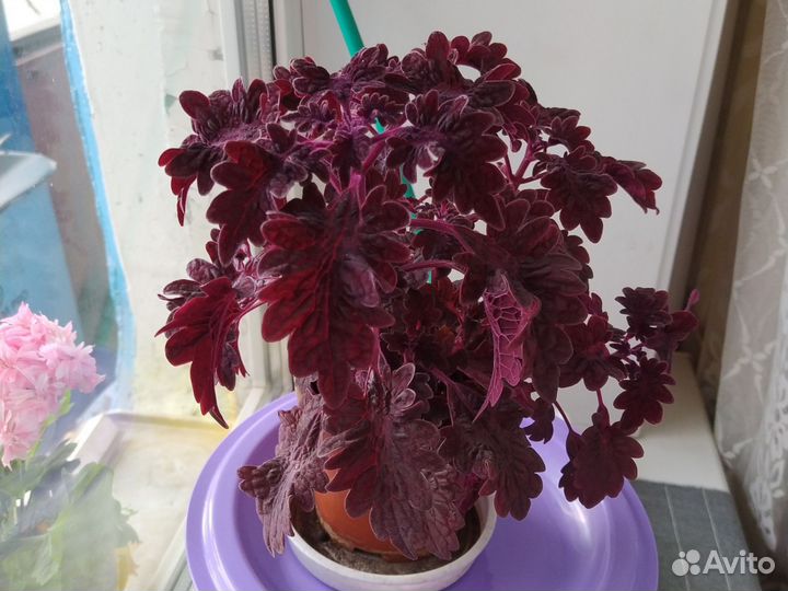 Бордовый колеус