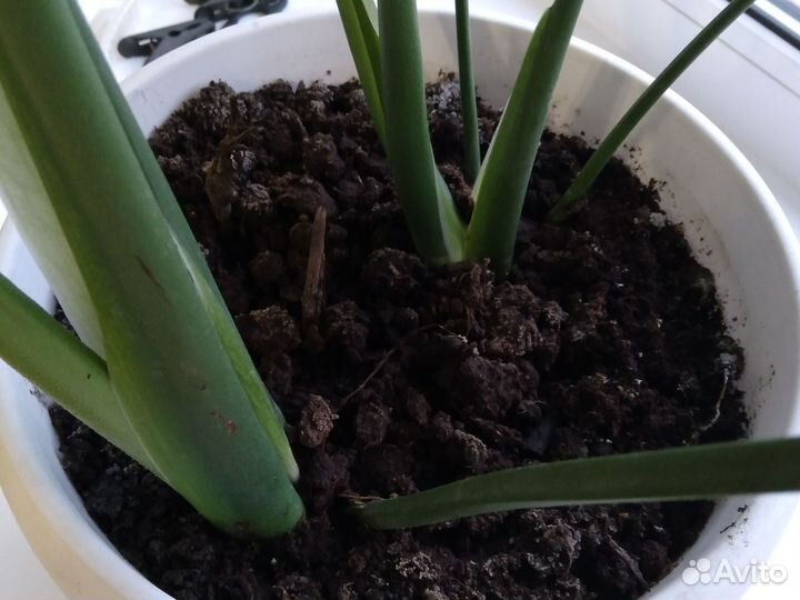 Монстера вариегатная