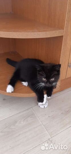 Кошка в дар бесплатно
