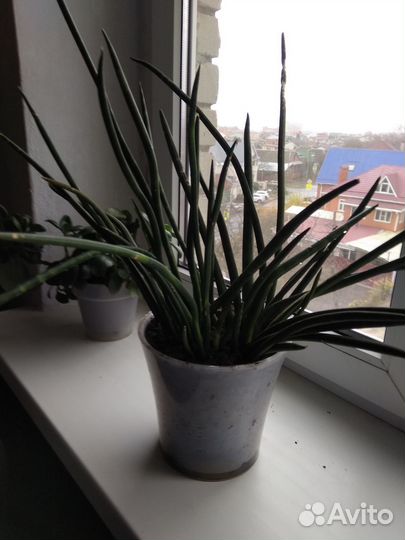Сансевиерия микадо (Sansevieria bacularis mikado)