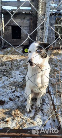 Собачка в добрые руки