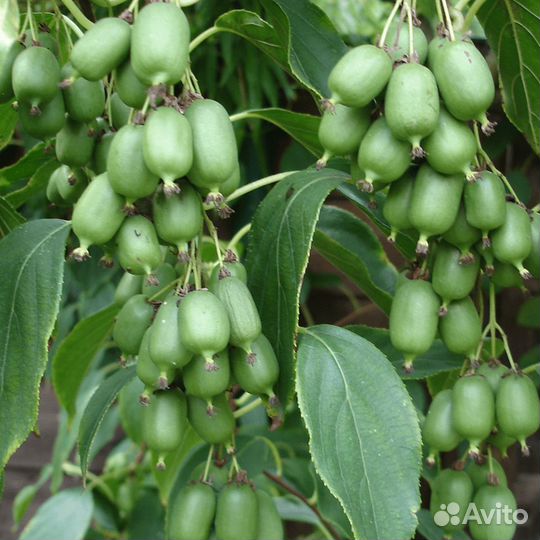 Актинидия (Киви) разных сортов в горшках