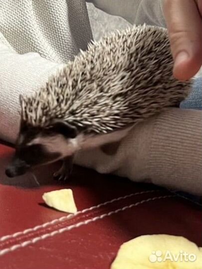 Африканский карликовый еж