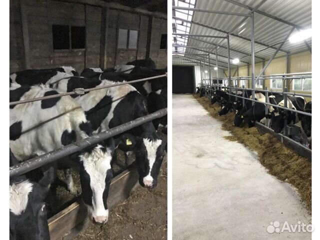 Нетели Телки племенные молочные высокий удой