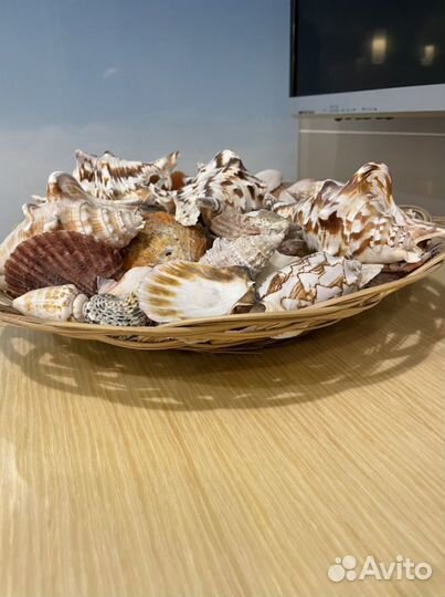 Морские ракушки раковины