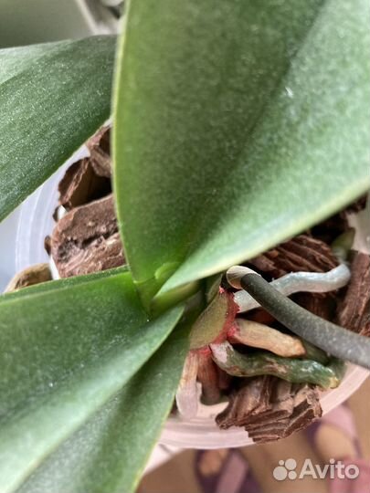 Орхидея фаленопсис