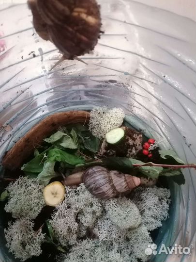 Улитки ахатины