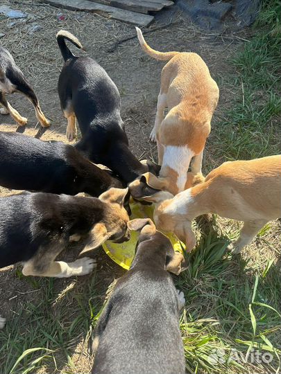 Отдам щенят в добрые руки бесплатно