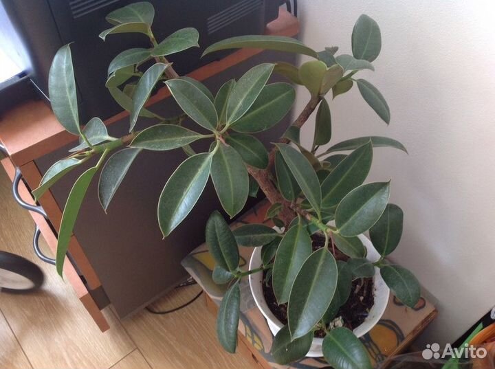 Продам домашние цветы