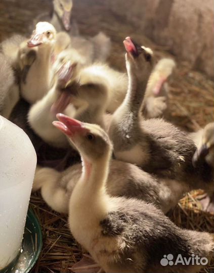 Гусята суточные