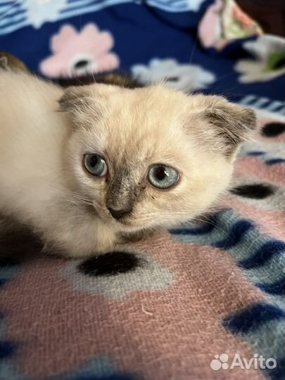 Вислоухие котята
