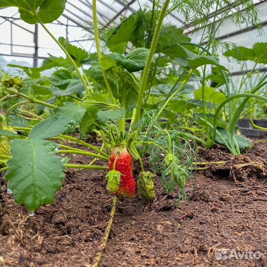 Рассада клубники (земляники садовой) 21 сорт