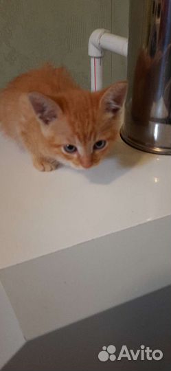 Котятки в дар бесплатно