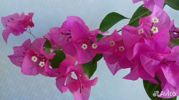 Бугенвиллия