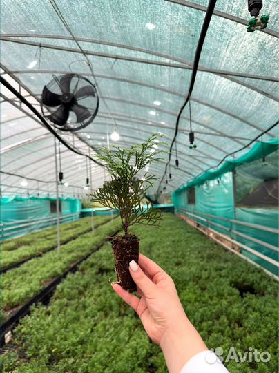 Саженцы туи Смарагд оптом