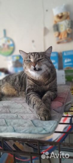 Брутальный кот