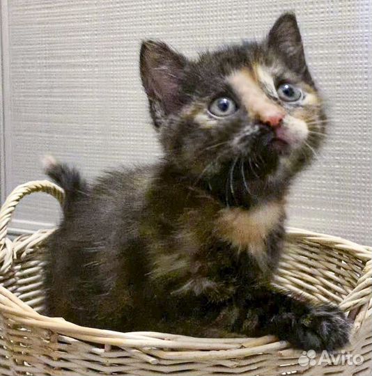Котенок-девочка Ириска в хорошие ручки