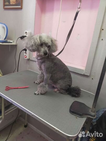 Стрижка собак