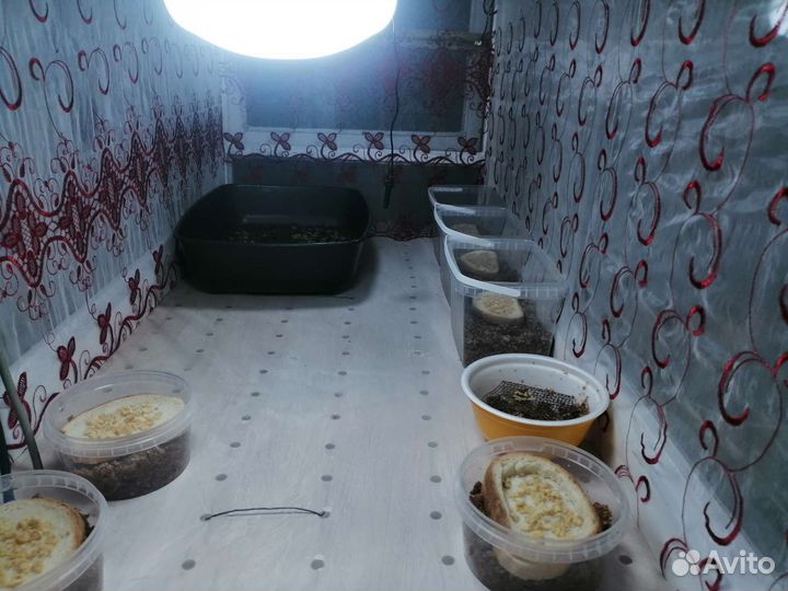 Яйца Черной Львинки, Предкуколка