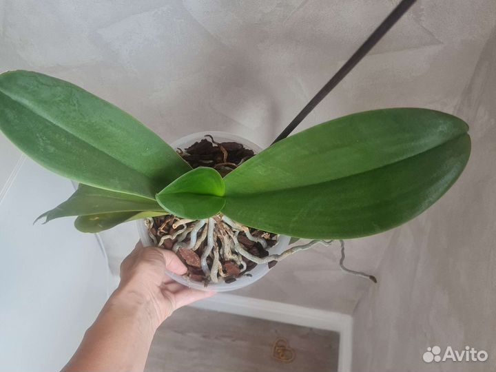 Орхидея гранди