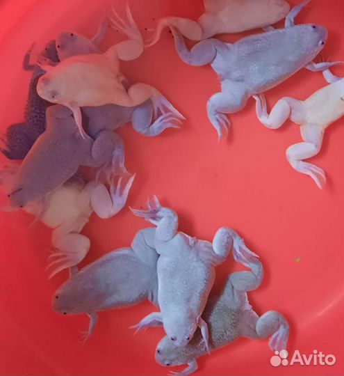 Шпорцевая лягушка