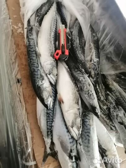 Скумбрия свежемороженая
