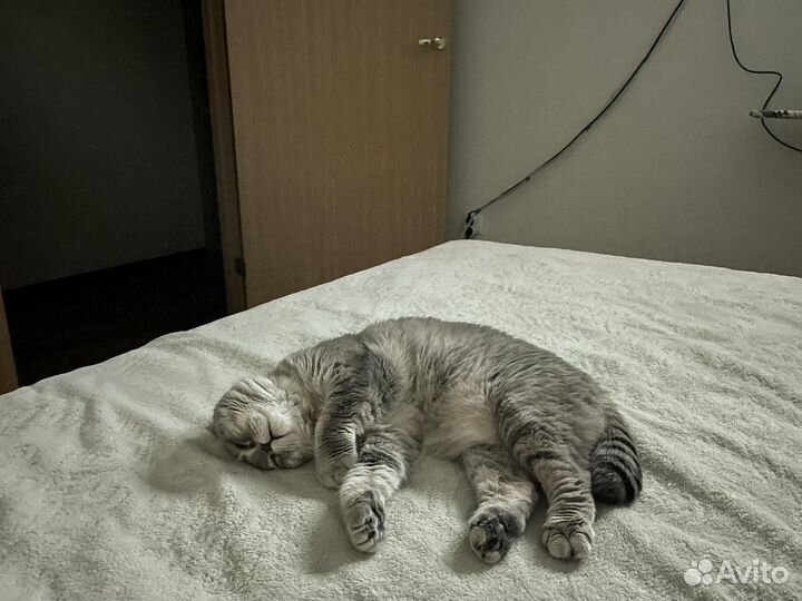 Отдам в добрые руки