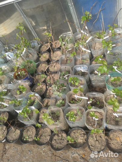 Саженцы винограда для Подмосковья