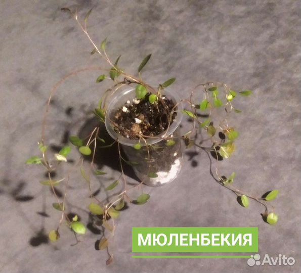 Хлорофитум Бихета, мюленбекия