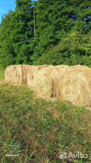 Продам сено в рулонах свежий укос