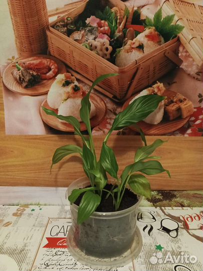 Спатифилум (женское счастье)