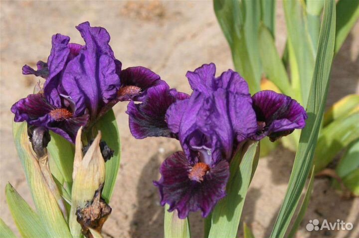 Ирисы карликовые