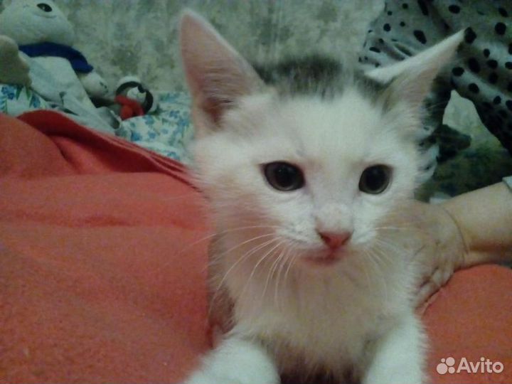 Бело - серая, плюшевая девочка котенок в дар