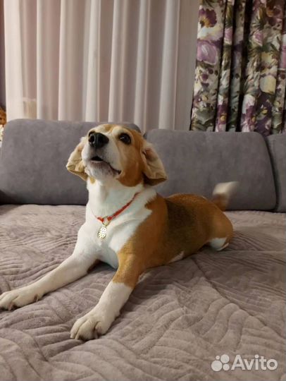 Адресники для собак