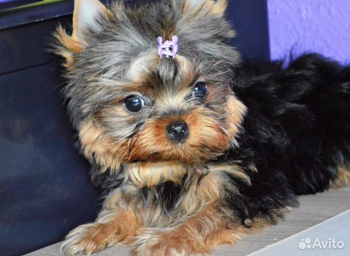 Кукольные девочки и мальчики РКФ