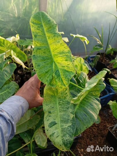 Филодендрон Парадисе Верде или Билитау Мраморный