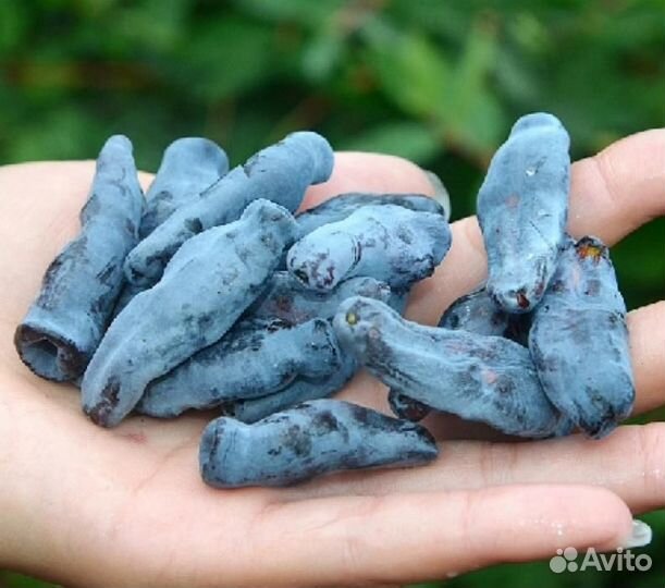 Саженцы сладкой жимолости