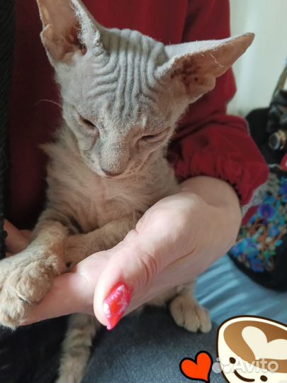 Котенок из семейства сфинксов
