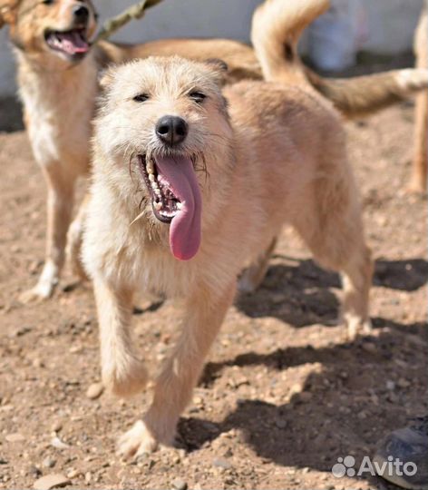 Арчи терьер