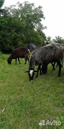 Овцы бараны